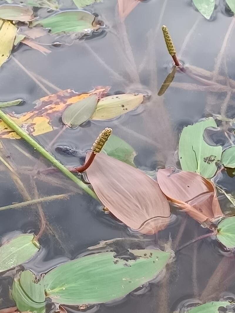 Potamogeton natans flower