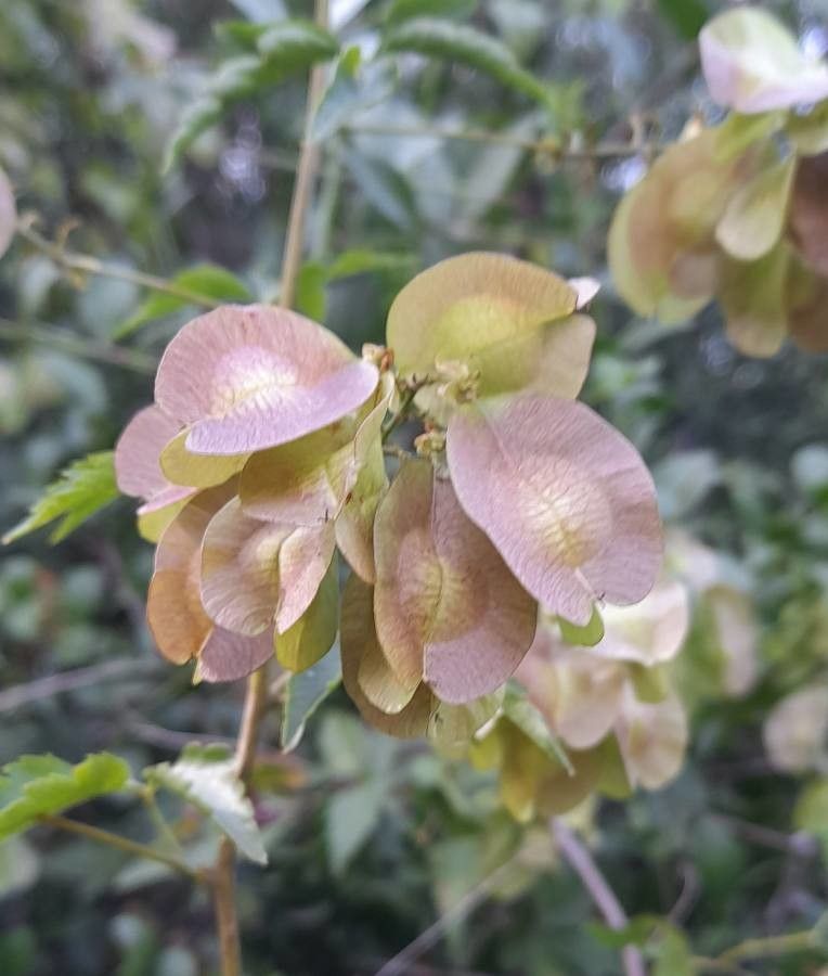 Urvillea uniloba fruit