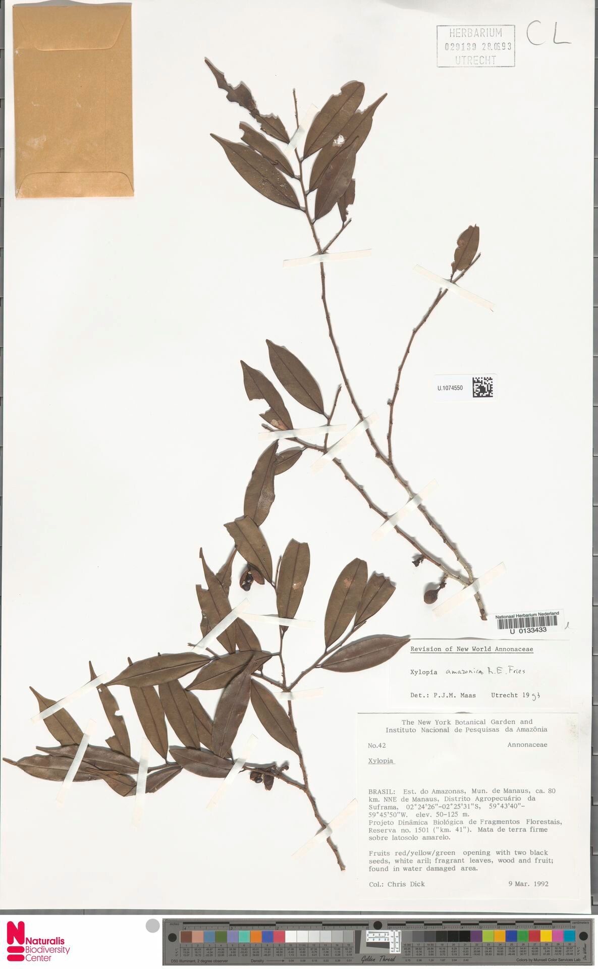 Xylopia amazonica — related species from the same genus