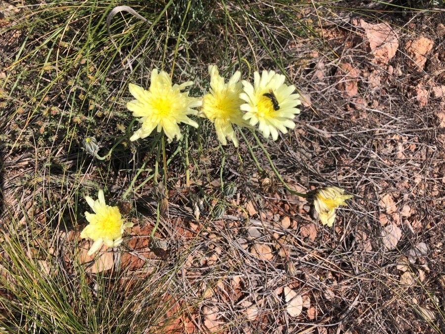 Malacothrix glabrata flower