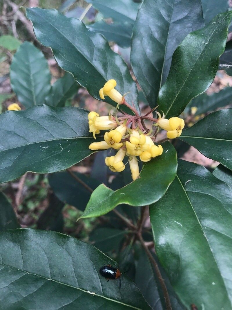 Pittosporum revolutum flower