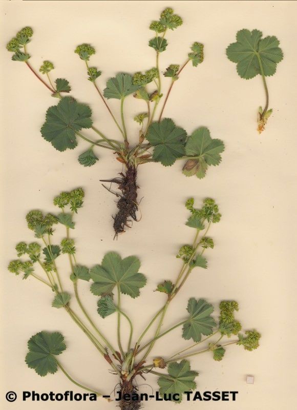 Alchemilla colorata habit