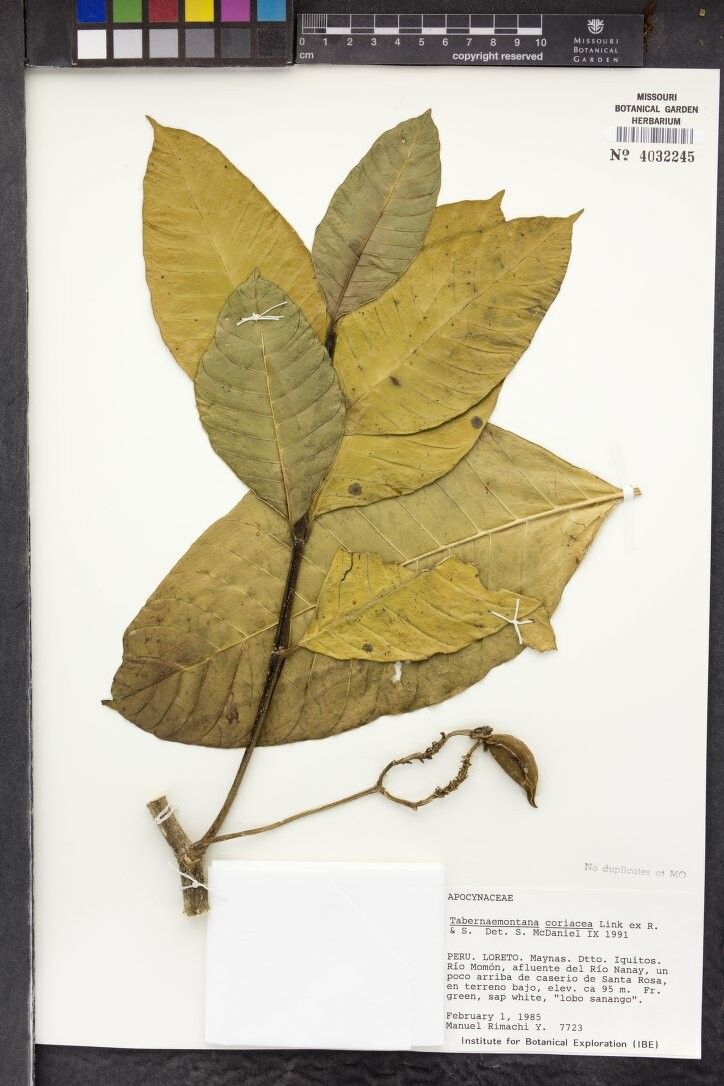 Tabernaemontana coriacea — search result for 'Tabernaemontana'