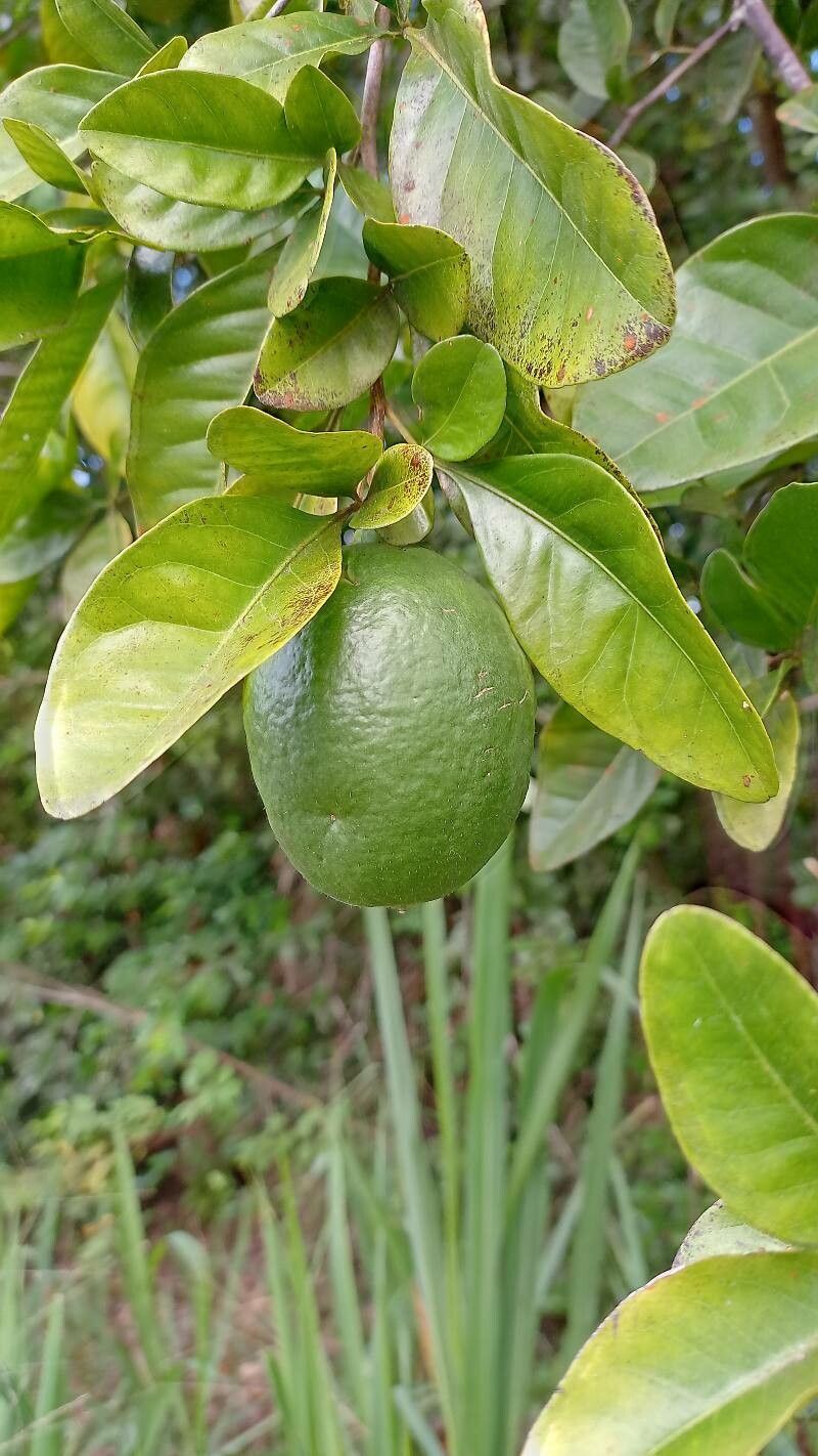 Swinglea glutinosa fruit