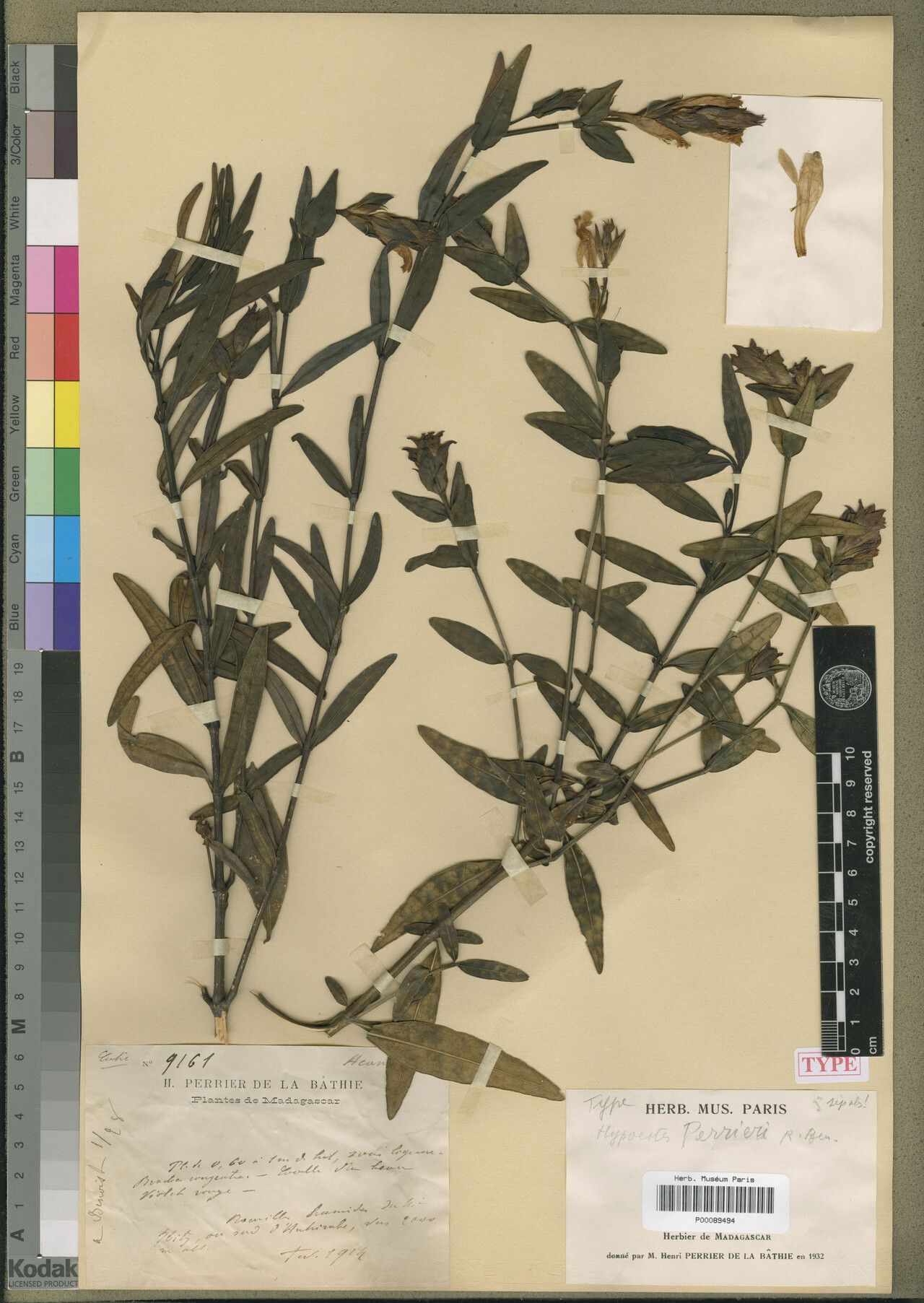 Hypoestes perrieri — houseplant care guide