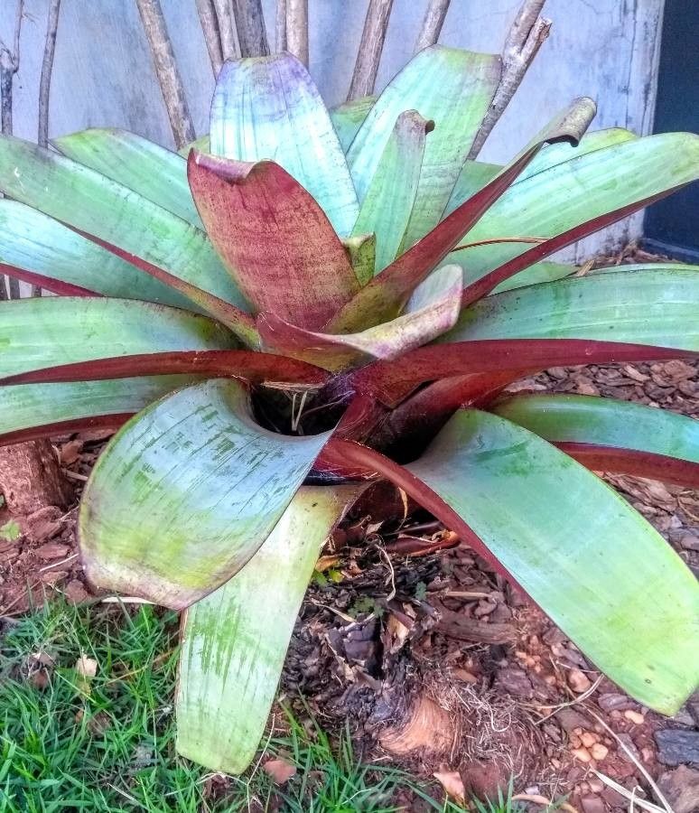 Alcantarea nigripetala leaf