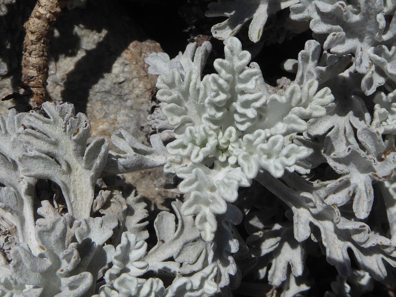 Senecio leucanthemifolius leaf