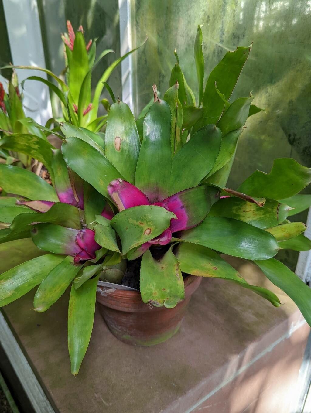 Neoregelia princeps habit