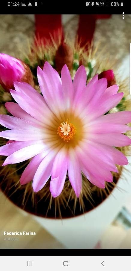 Coryphantha macromeris flower