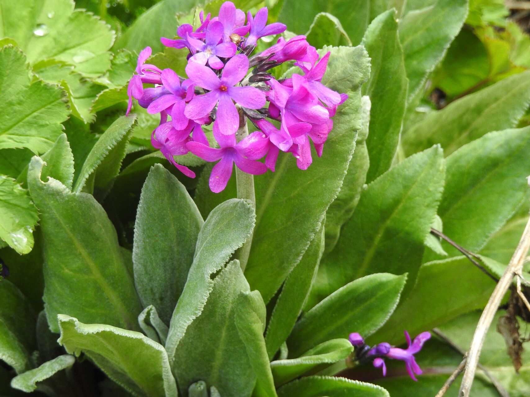 Primula nivalis — search result for 'Primula'
