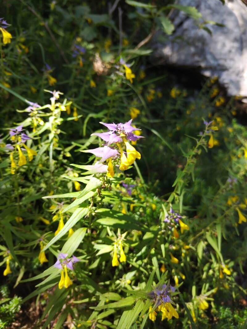 Melampyrum velebiticum flower