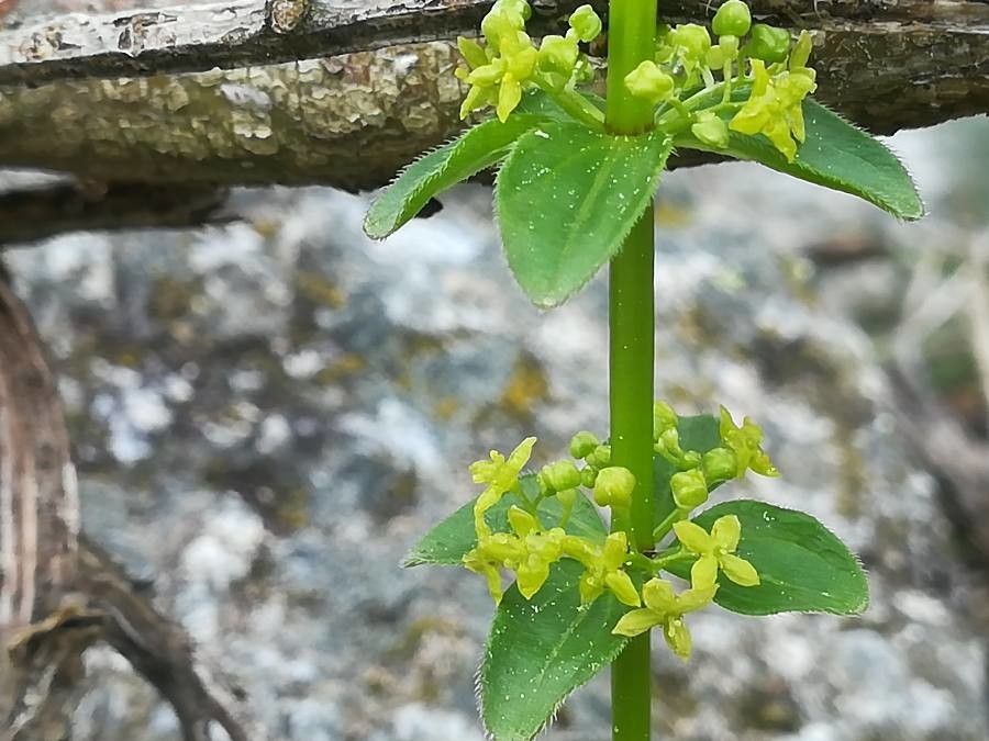 Cruciata glabra flower