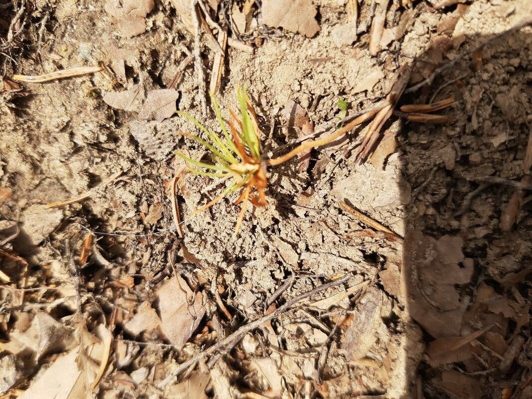 Eriocaulon neocaledonicum — houseplant care guide