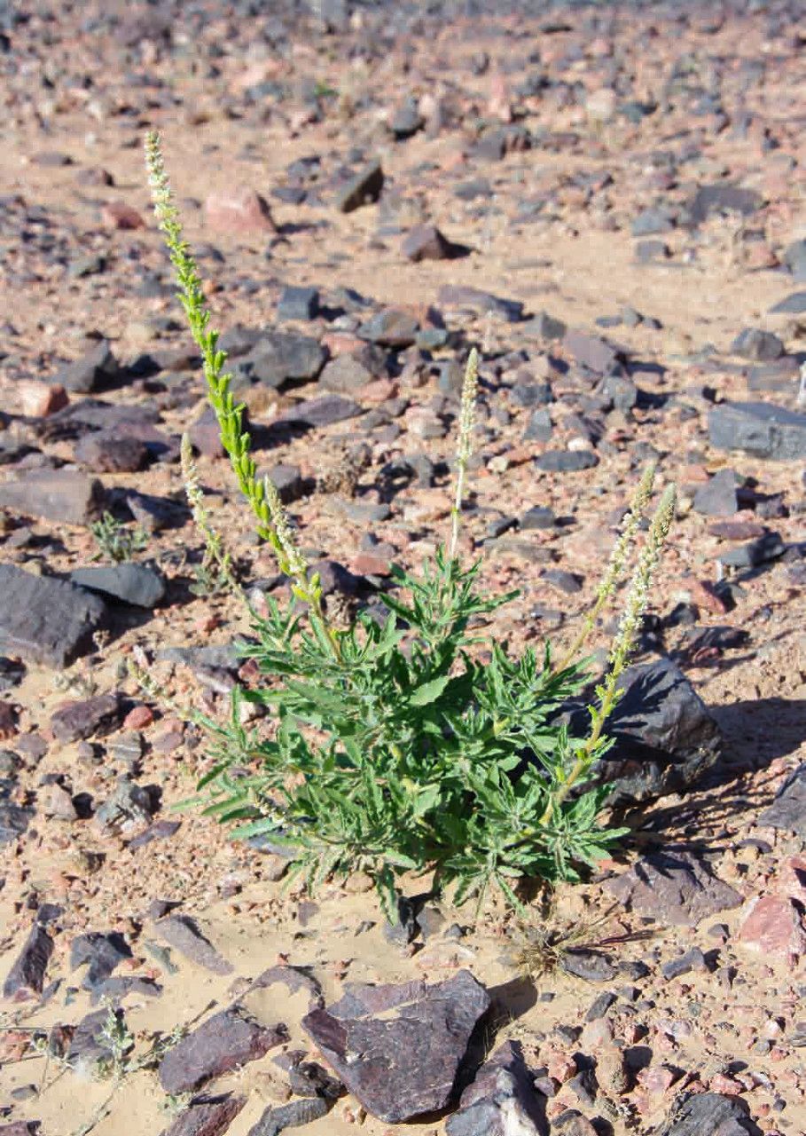 Reseda villosa flower