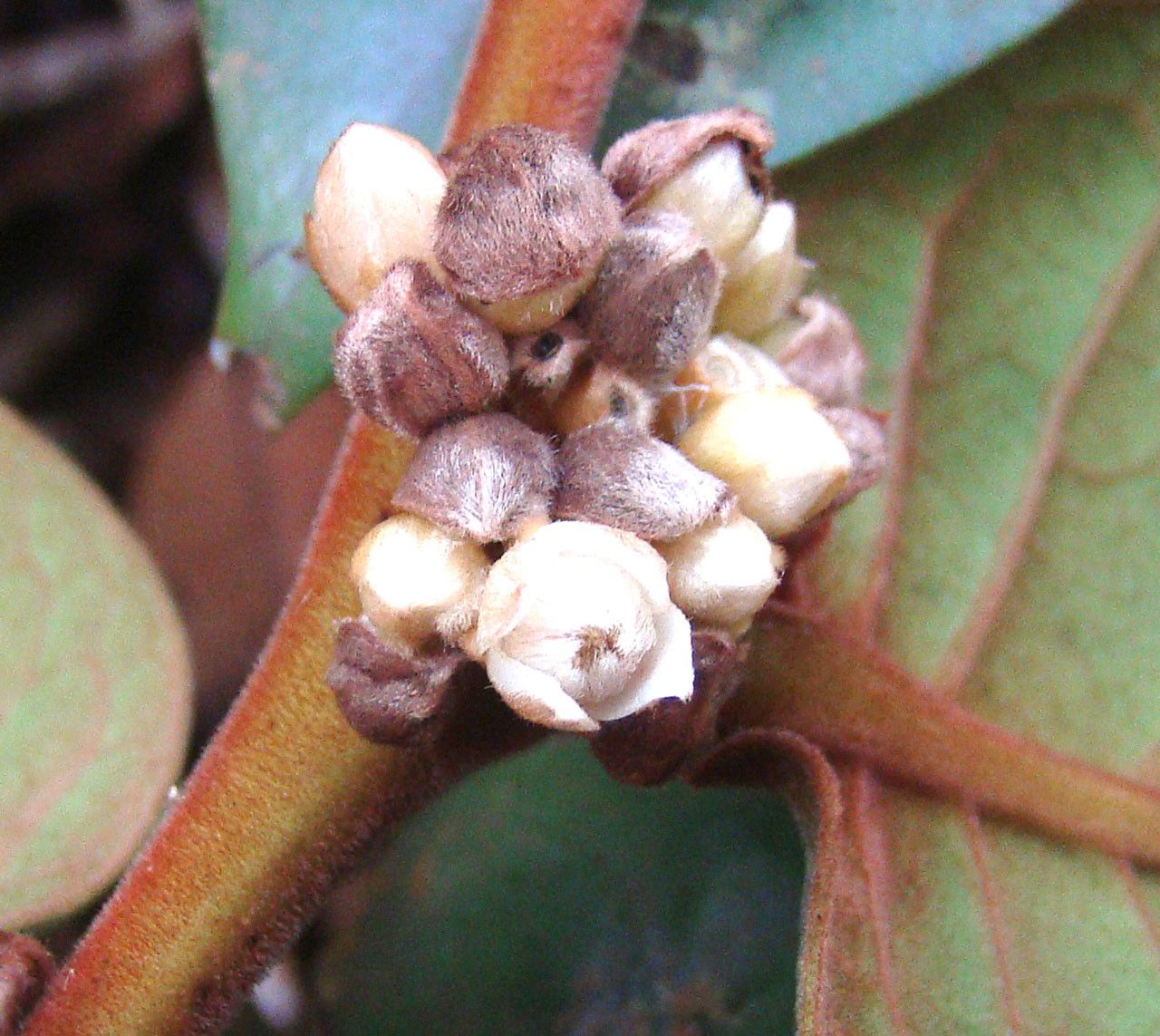 Diospyros margaretae fruit