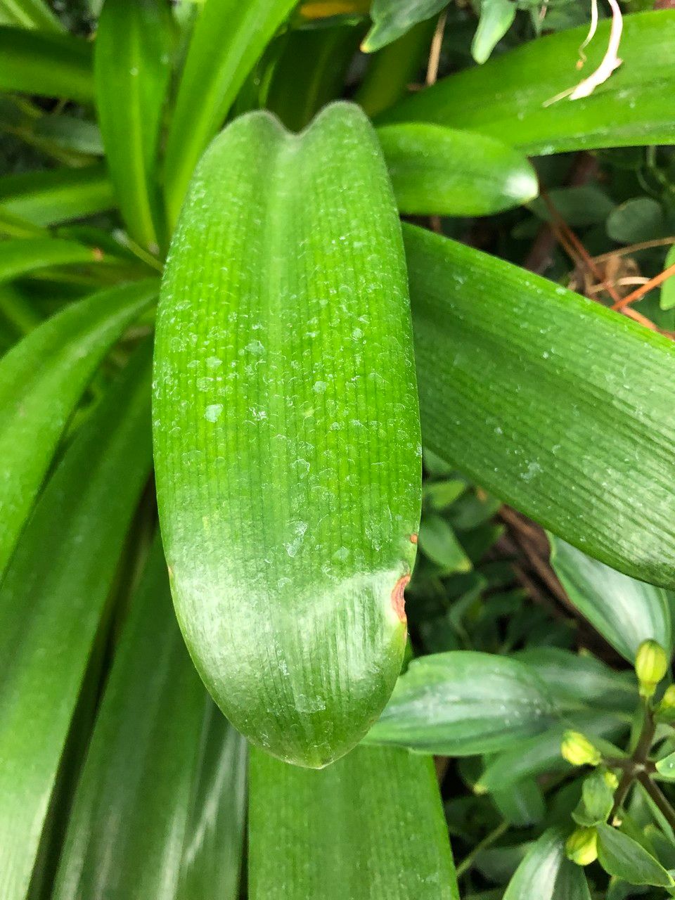Agapanthus spp. fruit