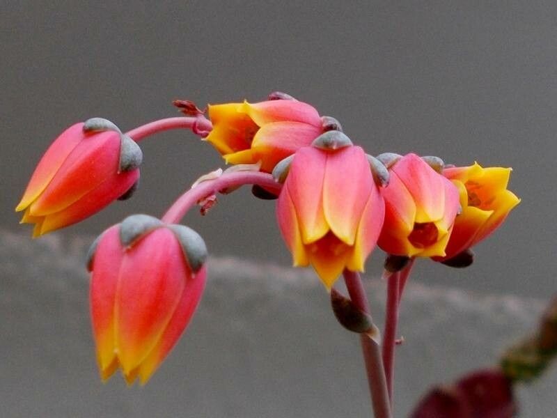 Echeveria purpusorum flower