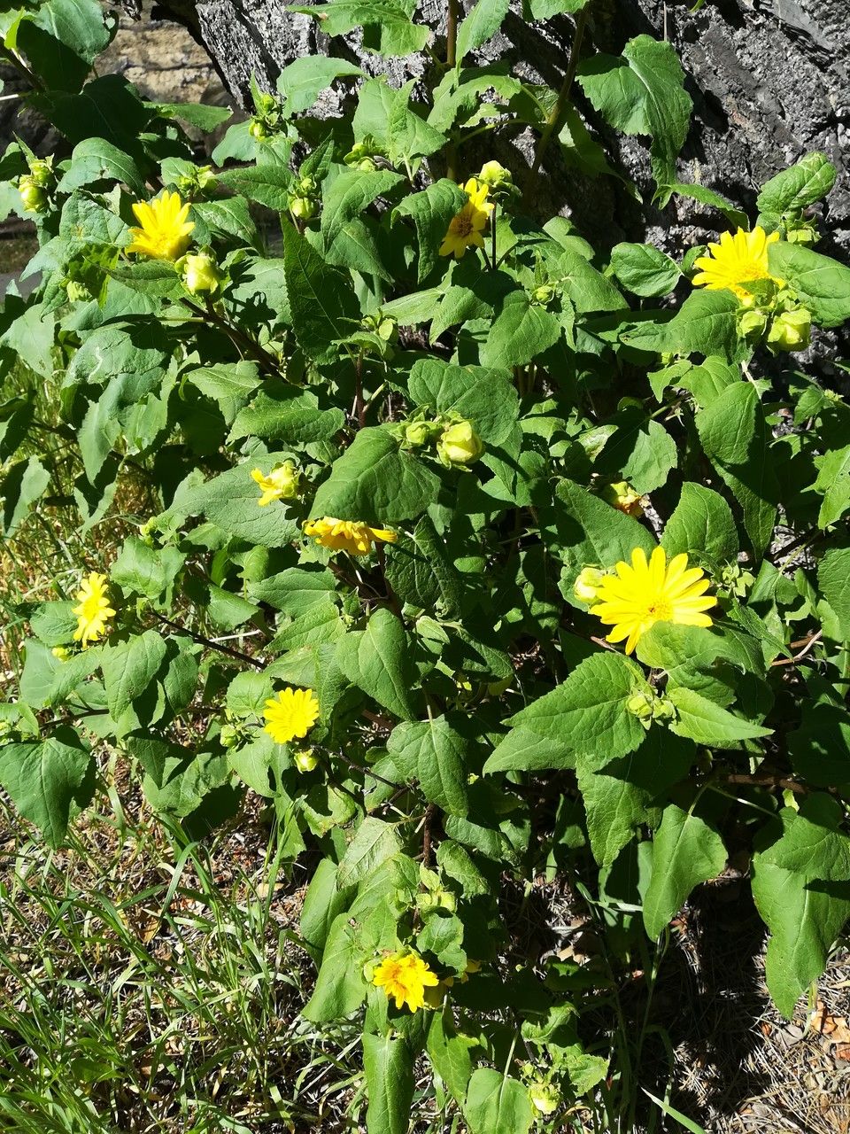 Venegasia carpesioides habit