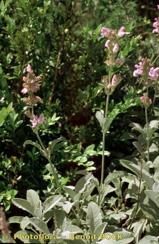 Salvia tomentosa habit