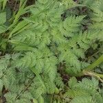 Anthriscus sylvestris