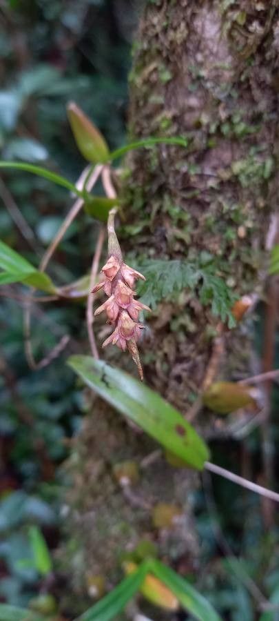 Bulbophyllum densum flower