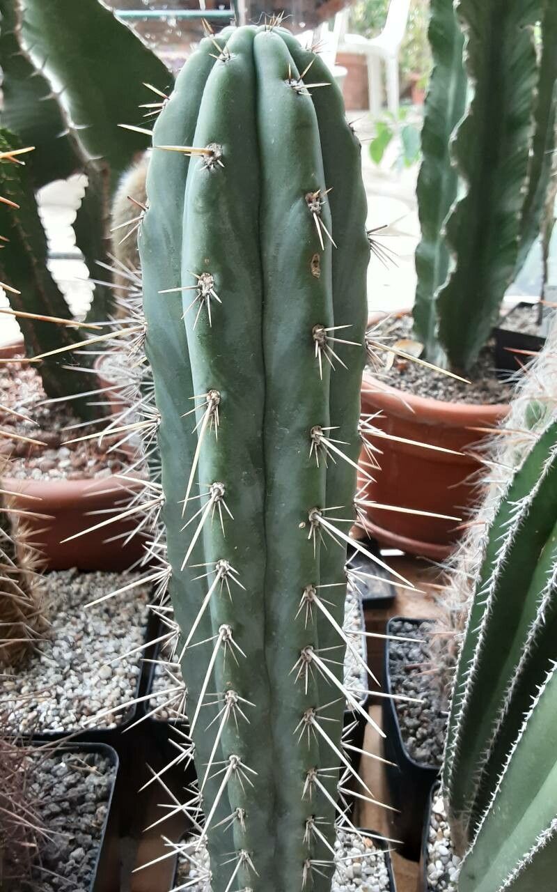 Echinopsis cuzcoensis bark