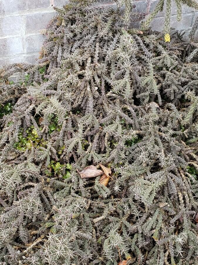 Cylindropuntia whipplei habit