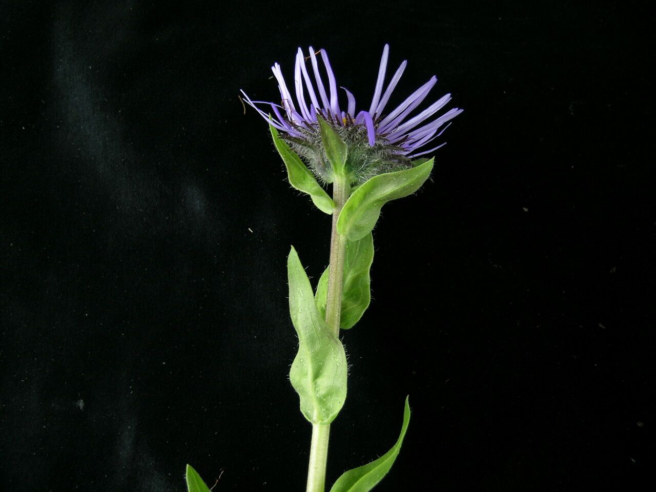 Aster barbellatus habit