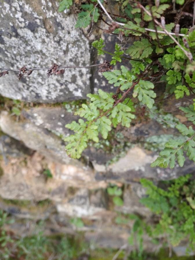 Cheilanthes acrostica leaf