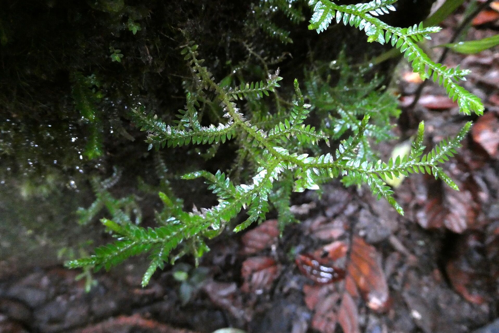 Selaginella tenella — houseplant care guide