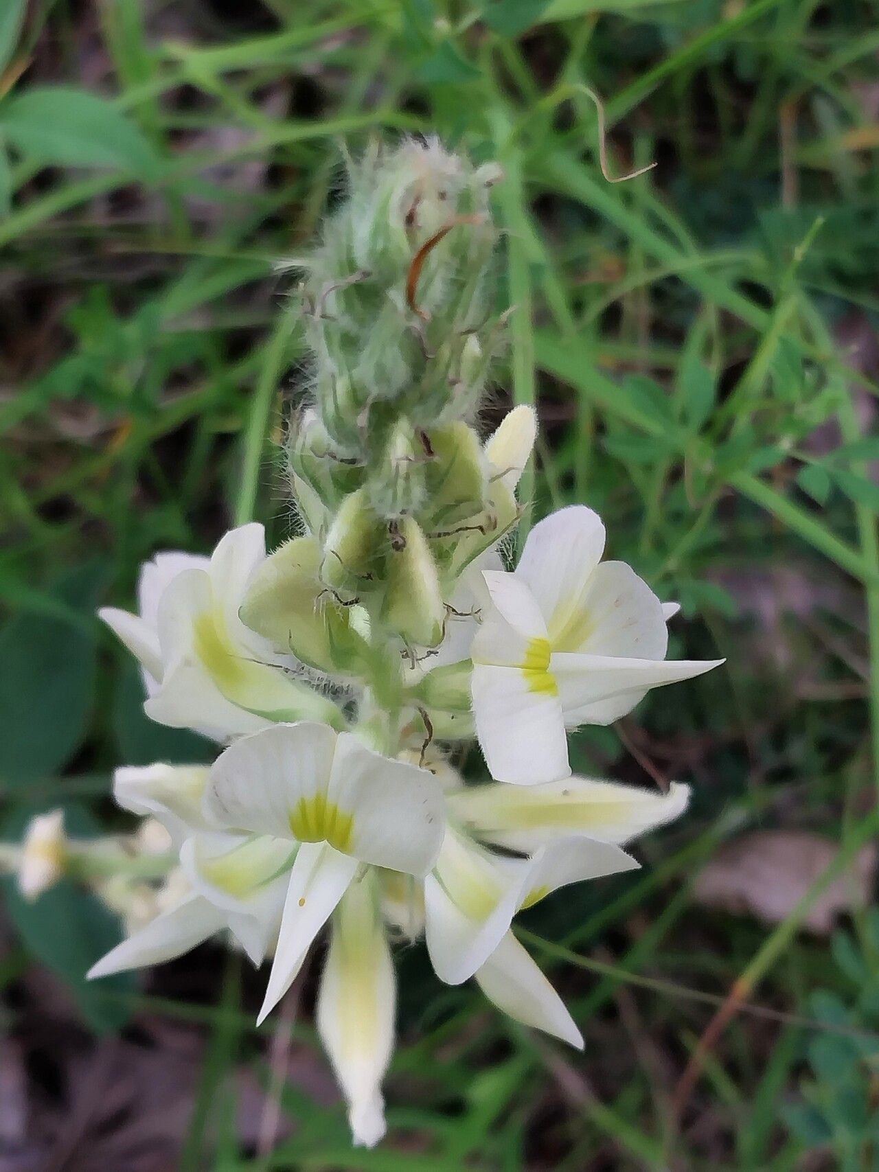 Onobrychis radiata — search result for 'Onobrychis'