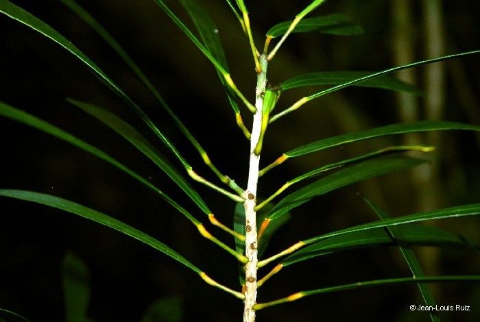 Codiaeum oligogynum fruit