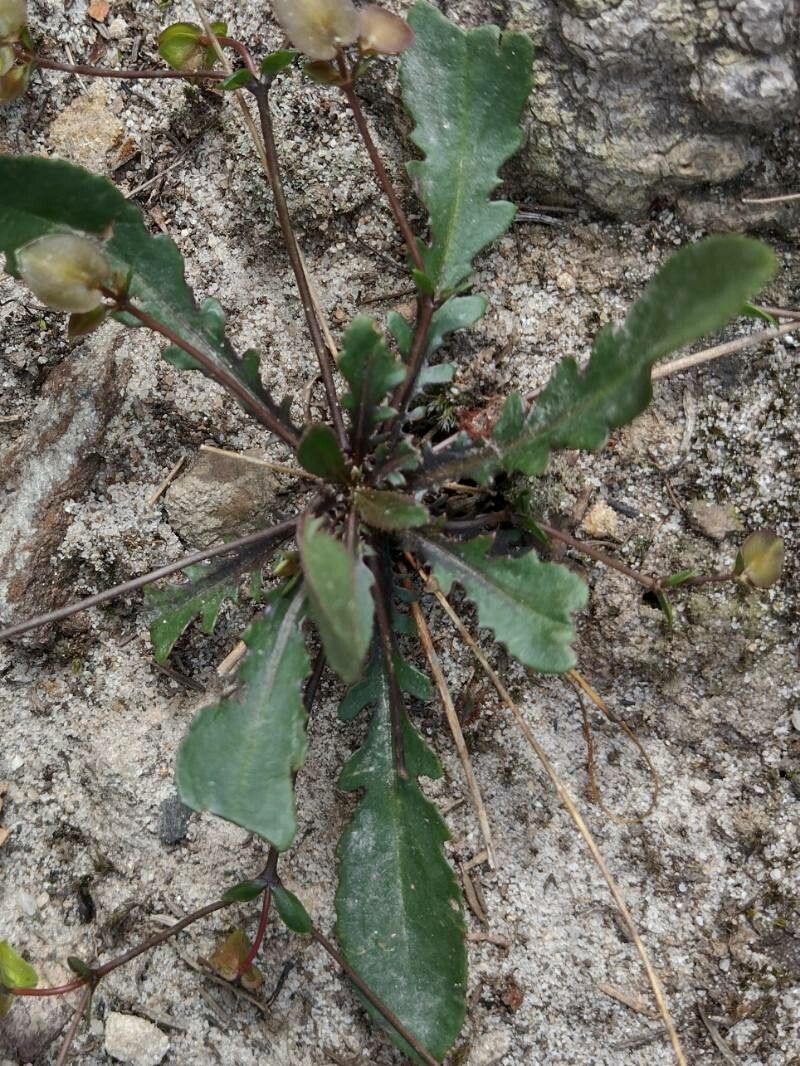 Goodenia caroliniana — related species from the same genus
