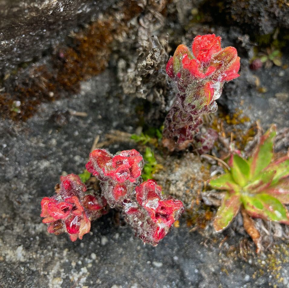 Castilleja paramensis habit