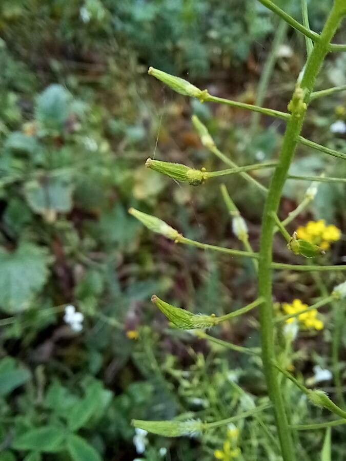 Rhamphospermum arvense fruit