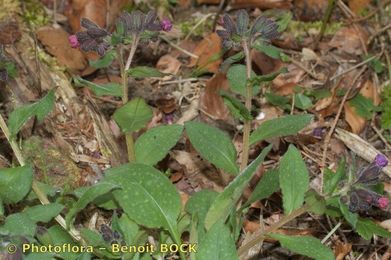 Pulmonaria helvetica habit