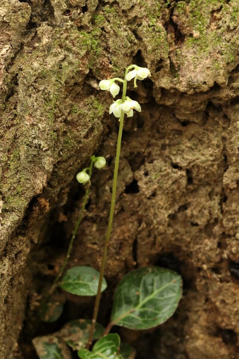 Pyrola japonica flower