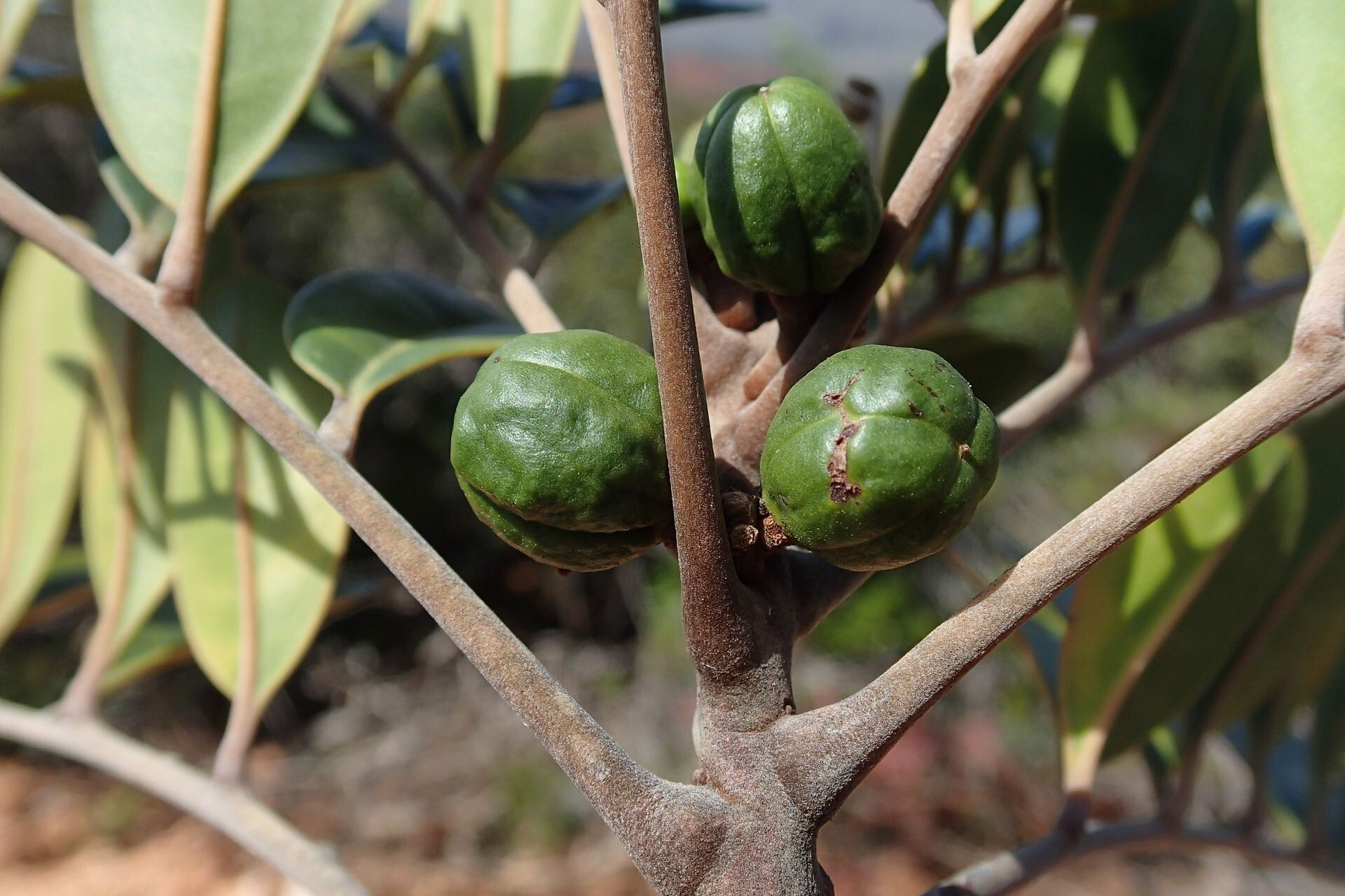Didymocheton minutiflorus fruit