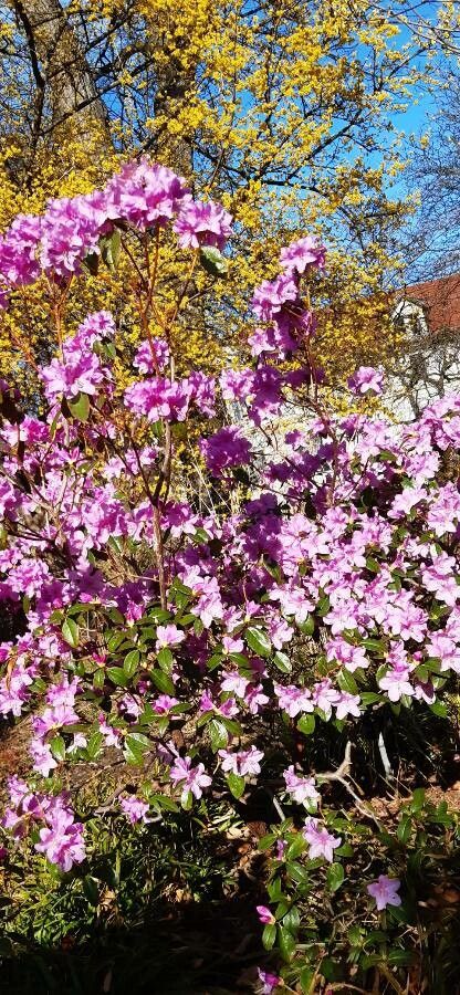 Rhododendron ciliatum habit