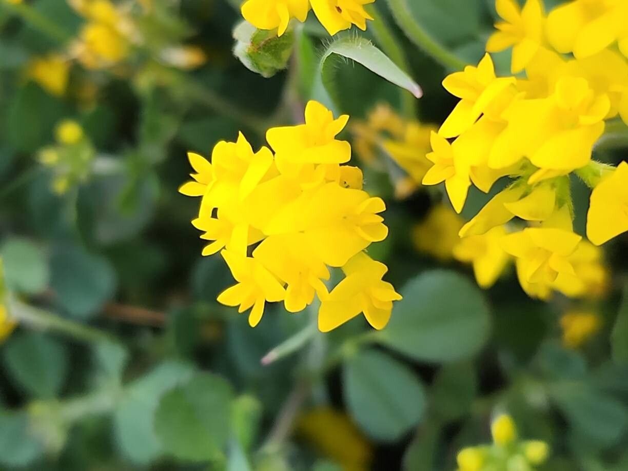 Trigonella caelesyriaca flower
