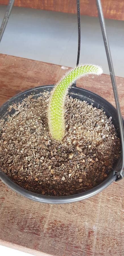 Aporocactus moennighoffii flower