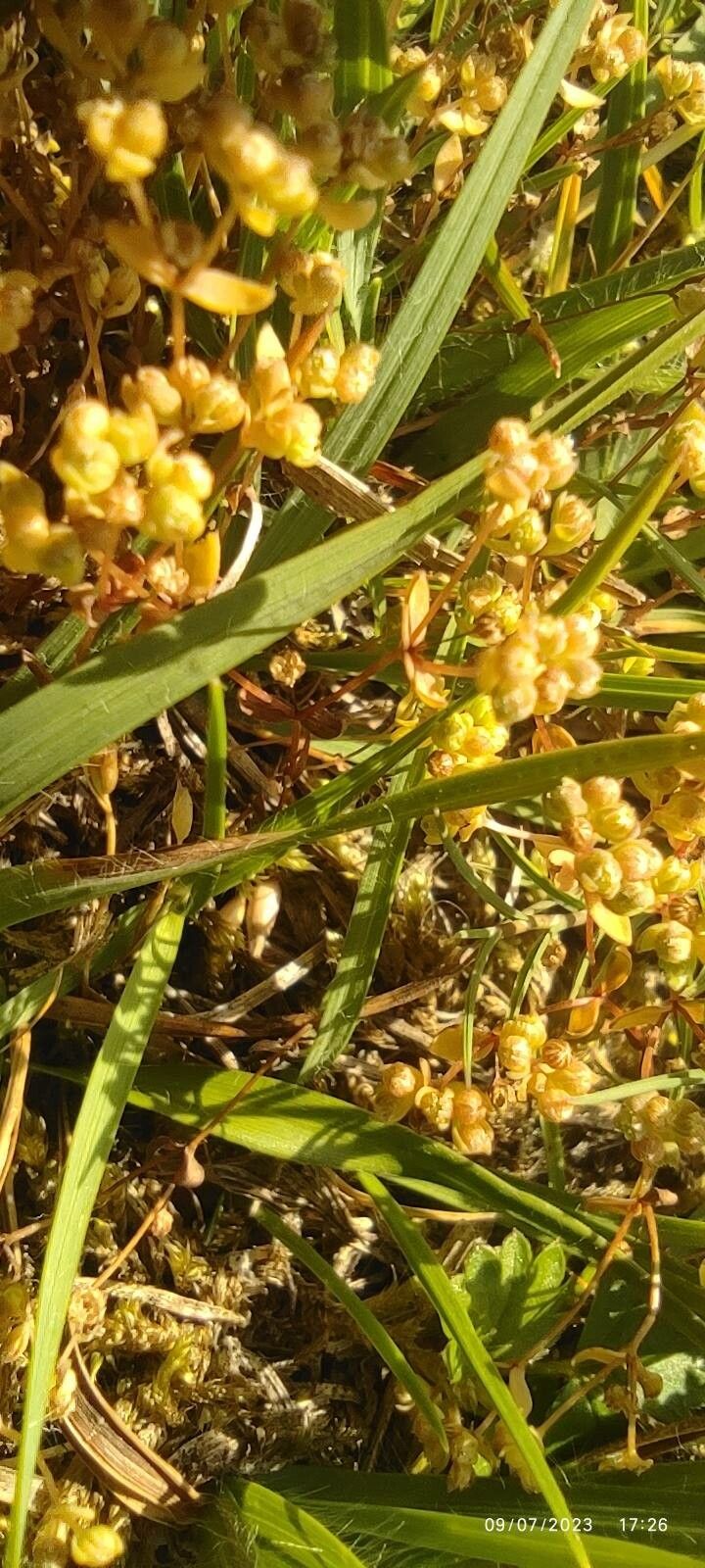 Radiola linoides bark