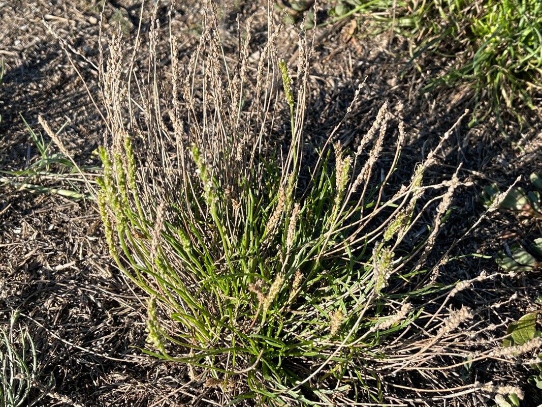 Plantago weldenii habit