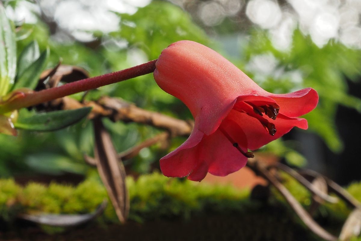 Rhododendron saxifragoides — houseplant care guide