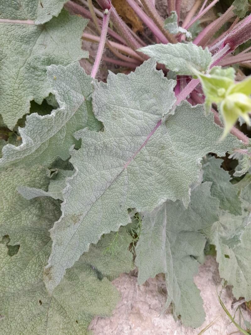 Salvia reuteriana — houseplant care guide