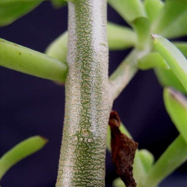 Graptopetalum fruticosum bark
