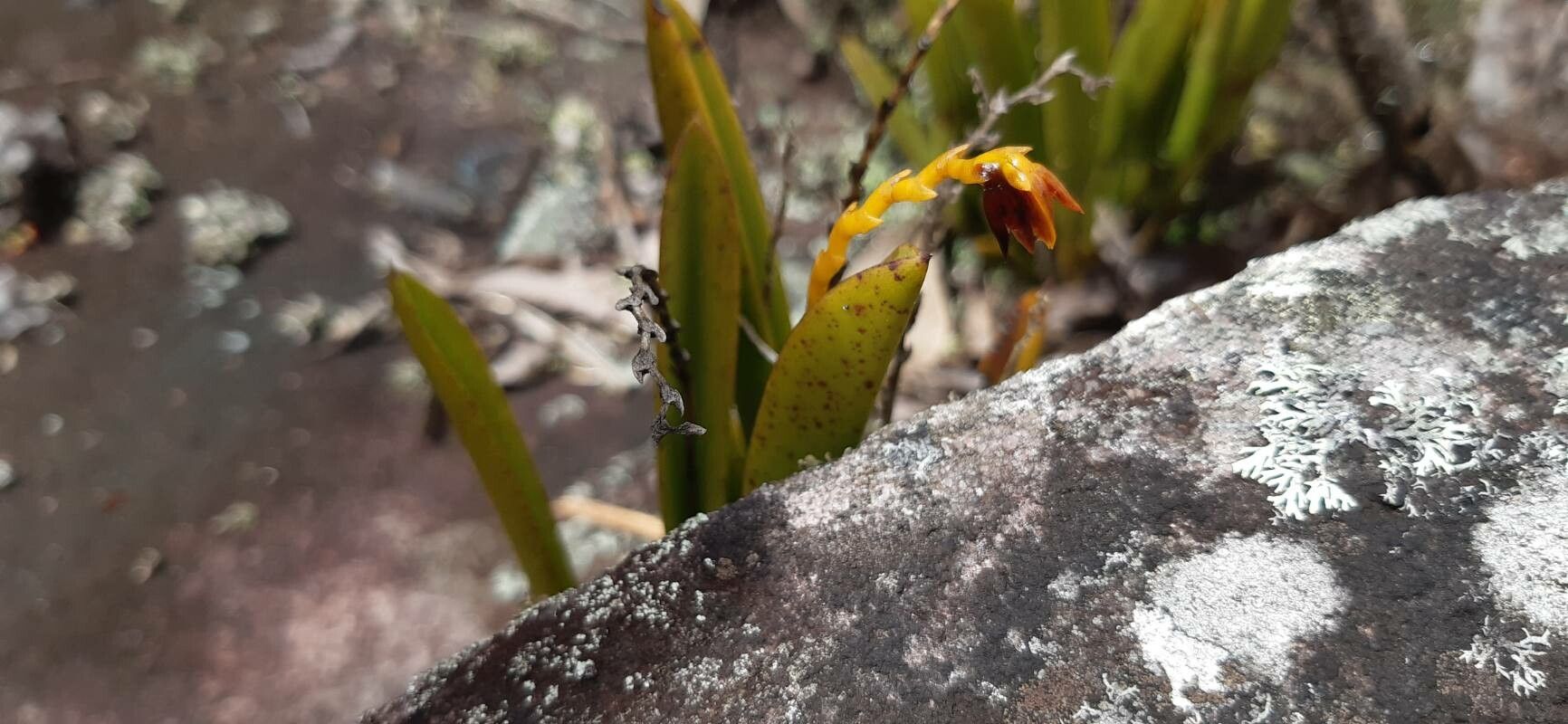 Acianthera teres — houseplant care guide