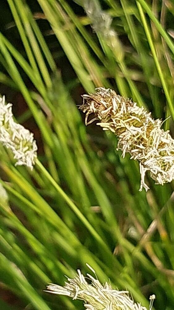 Sesleria argentea flower