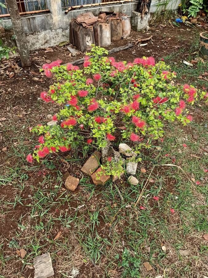 Callistemon acuminatus