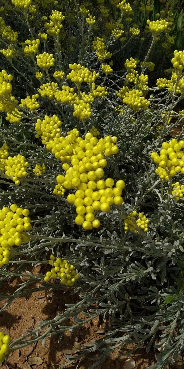 Helichrysum orientale flower